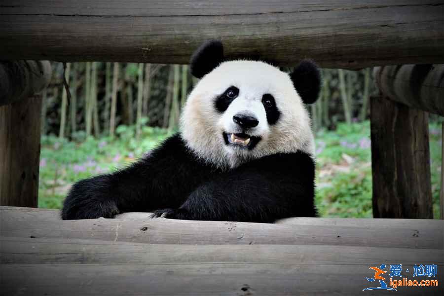 广州长隆野生动物园游玩全攻略，去广州长隆野生动物园怎么玩，去广州长隆野生动物园怎么安排？