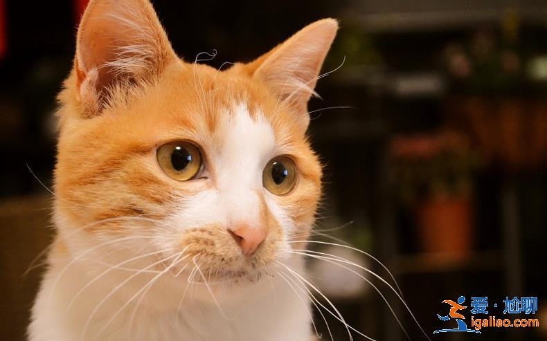 缅因猫坠楼追责保姆？ 雇主回应是保姆未关门导致猫坠落死亡？