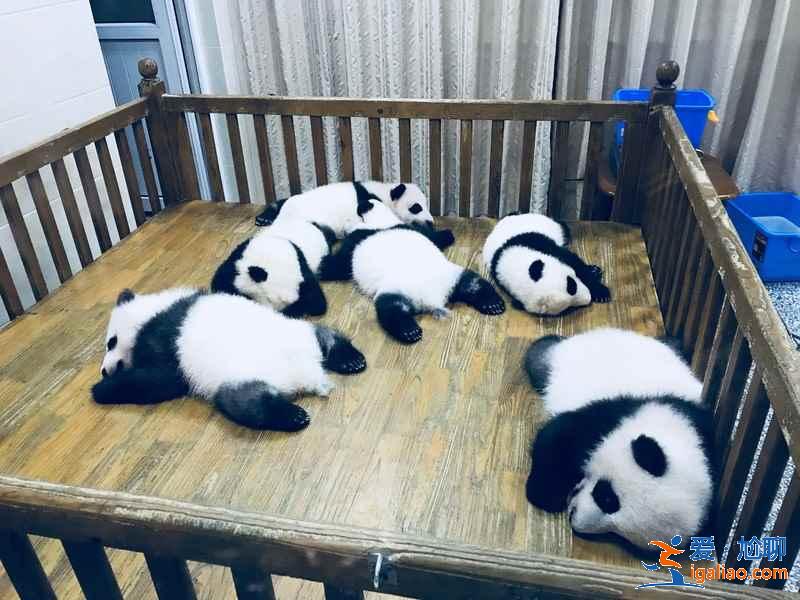 成都适合情侣游玩的景点，成都情侣游景点推荐，成都情侣游玩攻略？