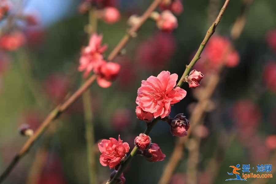 广州春季去哪赏花，广州春季赏花哪里好看，广州春季赏花路线？