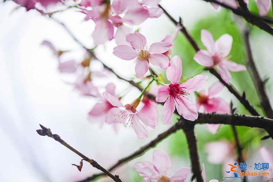 广州春季去哪赏花，广州春季赏花哪里好看，广州春季赏花路线？