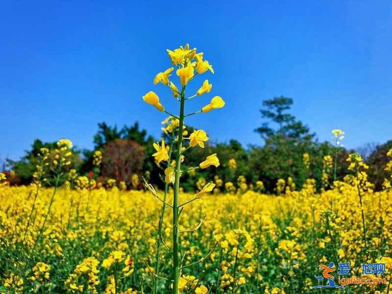 广州春季去哪赏花，广州春季赏花哪里好看，广州春季赏花路线？