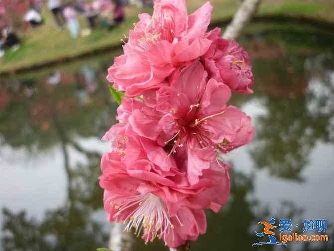 广州春季去哪赏花，广州春季赏花哪里好看，广州春季赏花路线？