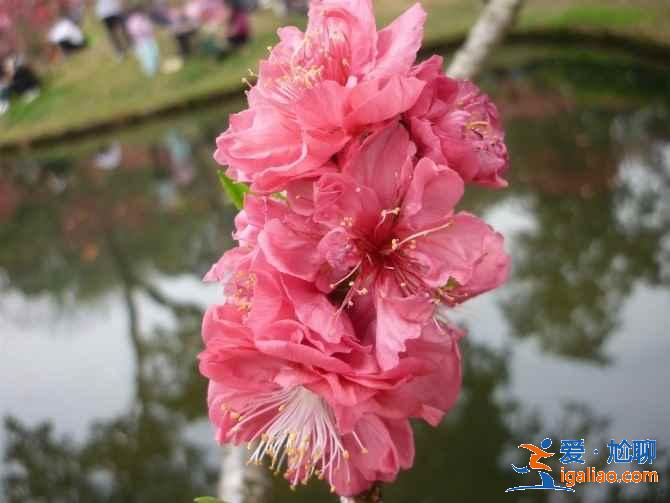 广州春季去哪赏花，广州春季赏花哪里好看，广州春季赏花路线？