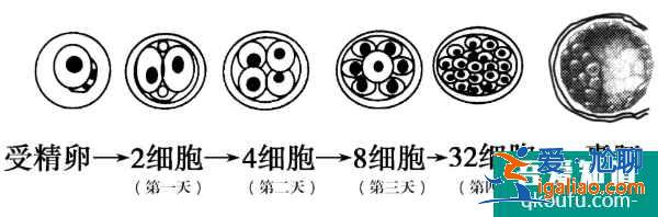 导致女性不孕的原因有哪些？泰国试管婴儿如何解决？？