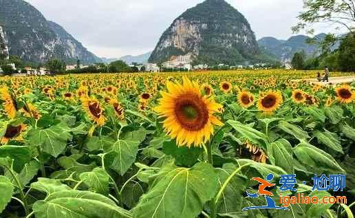【南宁上林向日葵】上林葵花什么时候开，上林向日葵在哪里？