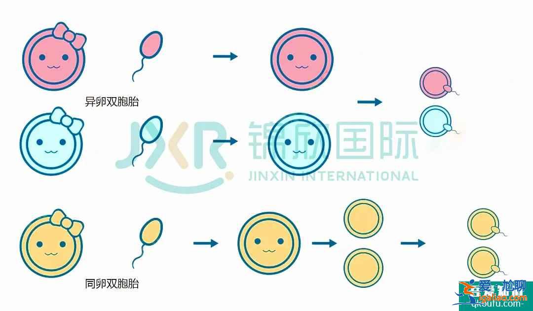 试管专家告诉你：如何怀双胞胎，你怀双胎的几率高吗？？