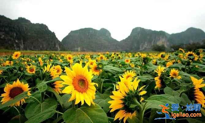 【南宁上林向日葵】上林葵花什么时候开，上林向日葵在哪里？