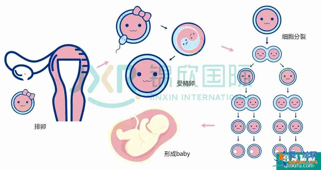 试管专家告诉你：如何怀双胞胎，你怀双胎的几率高吗？？