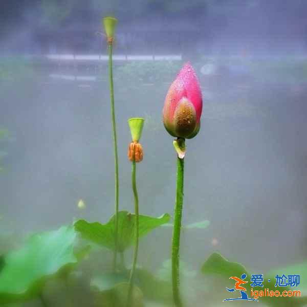 【杭州中秋节去哪玩】2018中秋节去杭州哪里玩，中秋节杭州游客多吗？