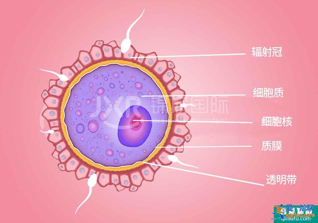 第七次人口普查|数据显示我国二胎生育率明显提升！？