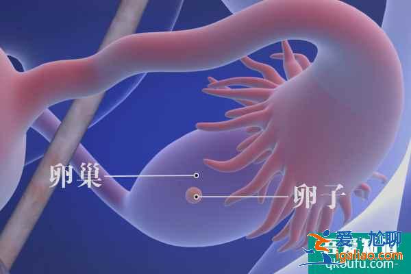 试管婴儿专家：赴美IVF前远离辐射、提高精卵质量？