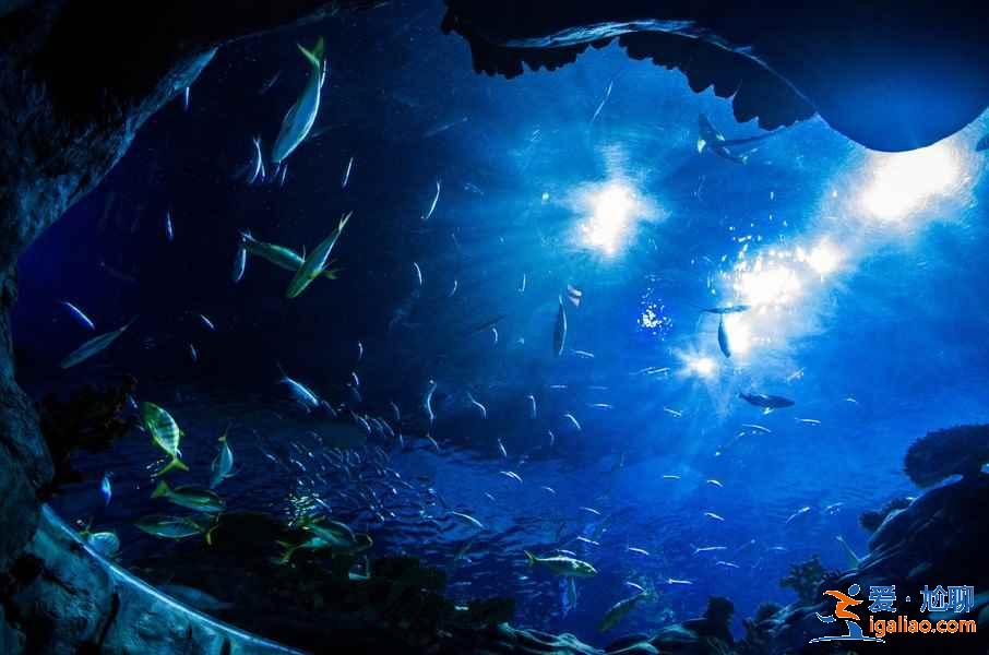 春节去香港怎么玩,春节去香港行程安排推荐? 春节去香港怎么玩,春节去香港行程安排推荐?