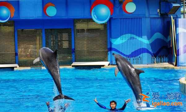 春节去香港怎么玩,春节去香港行程安排推荐? 春节去香港怎么玩,春节去香港行程安排推荐?