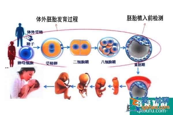 试管婴儿专家解答：大龄女性如何规避胎停/流产风险？？