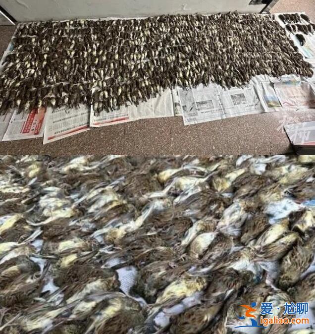 男子捕鸟近千只称用来涮火锅 被查获竟然都是保护动物？