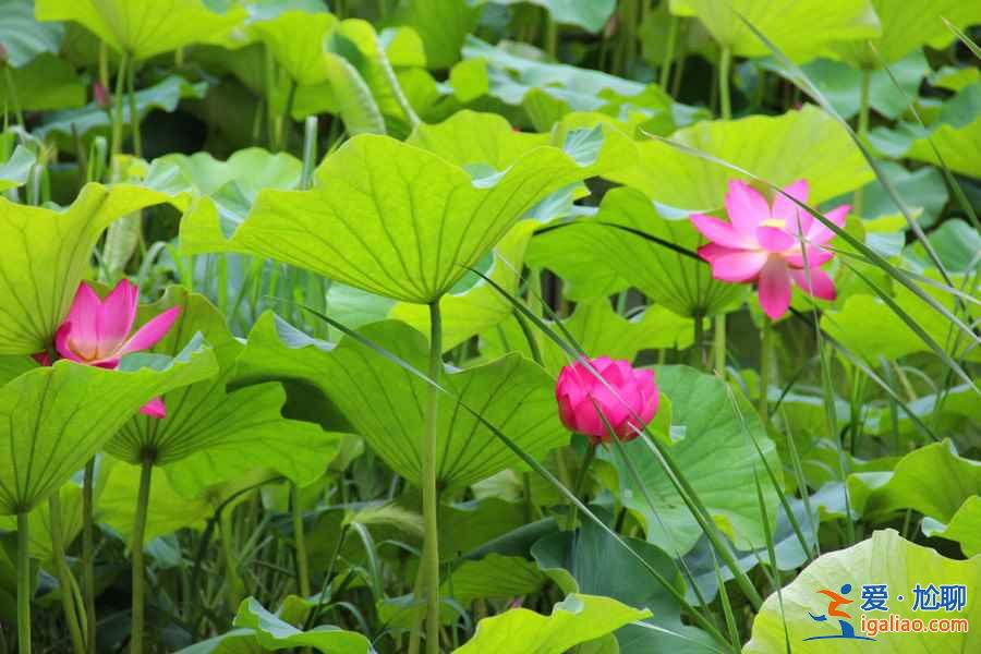 2018端午节北京周边有什么好玩的，端午节北京周边去哪玩？