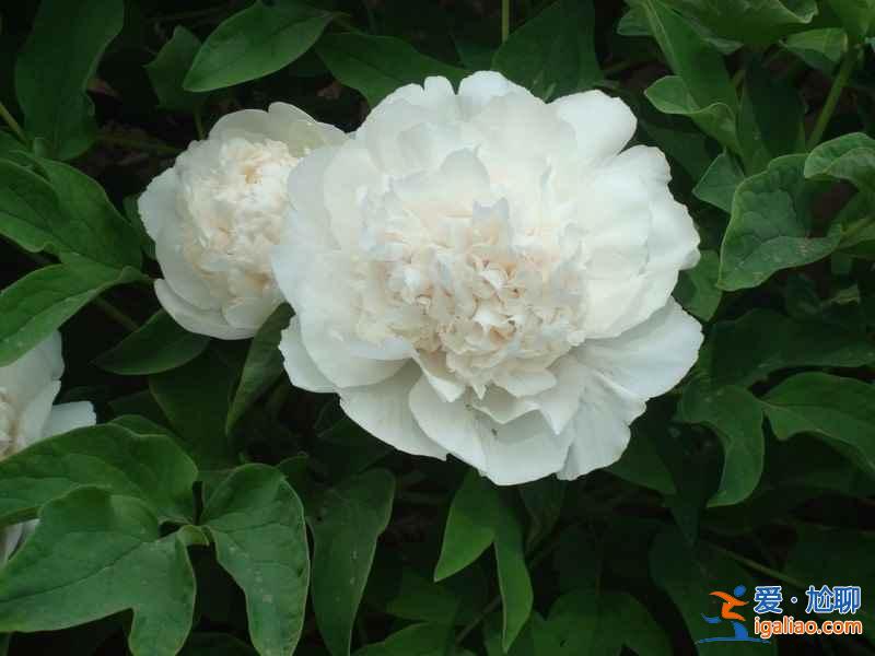 【洛阳清明节天气】2018洛阳清明节天气预报，清明节去洛阳人多吗？
