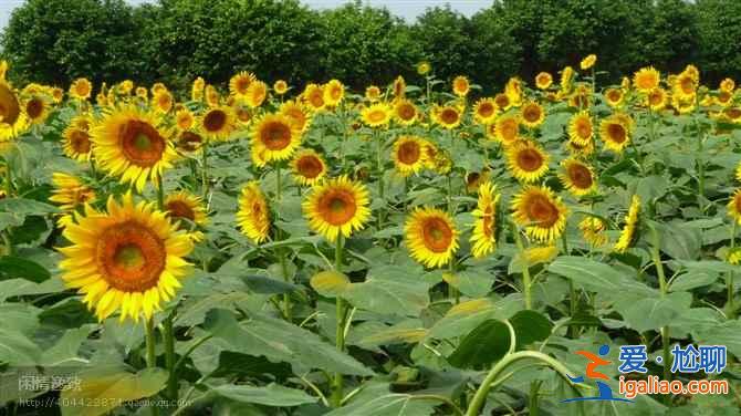 广州端午节去哪玩，2019广州端午节赛龙舟时间、地点？