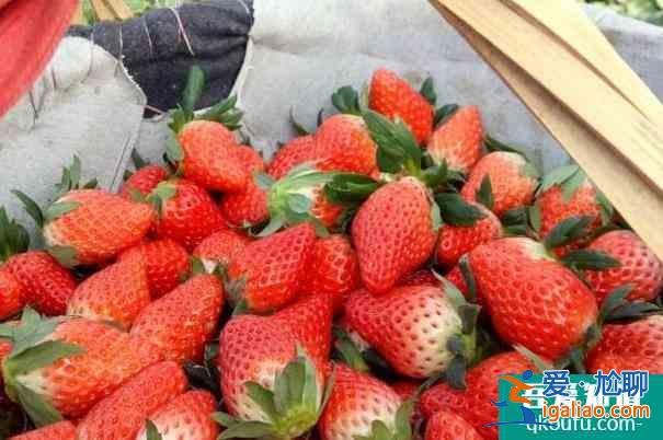 2022上海宝山草莓采摘地点推荐？