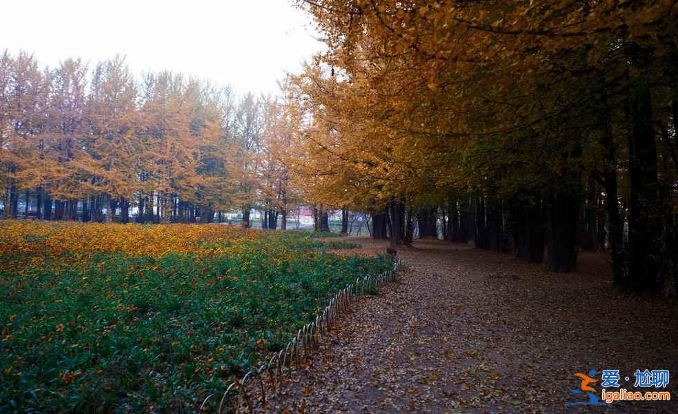 临沂银杏园，最美的秋景？