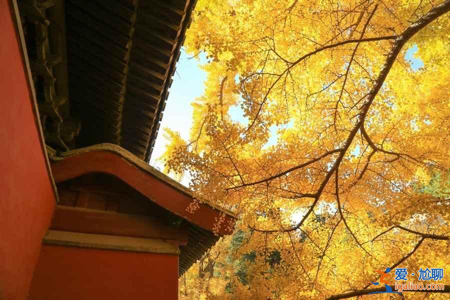 北京黄黄的银杏叶观赏指南，这些小众地方你肯定不知道？