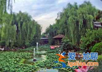 临沂银杏园,最美的秋景? 临沂银杏园,最美的秋景?