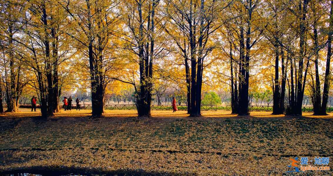 临沂银杏园，最美的秋景？