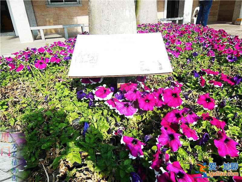 端午节去厦门，2018端午节去厦门怎么样，端午节去厦门旅游攻略？