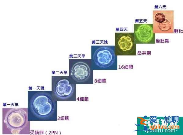 泰国试管婴儿技术助您健康生双胞胎？