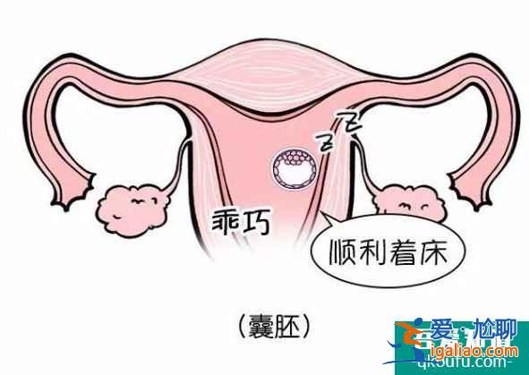 试管婴儿移植囊胚成功率高吗?? 试管婴儿移植囊胚成功率高吗??