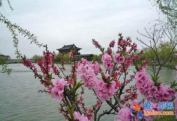南汇桃花节什么时候开始，2017南汇桃花节时间、地点、门票？