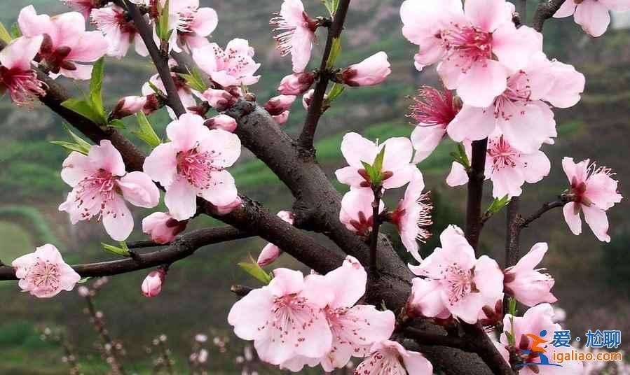 济宁到泗水桃花节怎么走，济宁到泗水桃花节班车—时刻表？