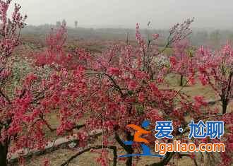 济宁到泗水桃花节怎么走，济宁到泗水桃花节班车—时刻表？