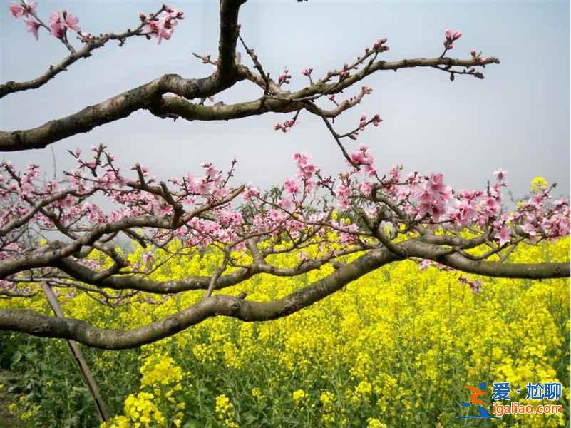 南汇桃花节什么时候开始，2017南汇桃花节时间、地点、门票？