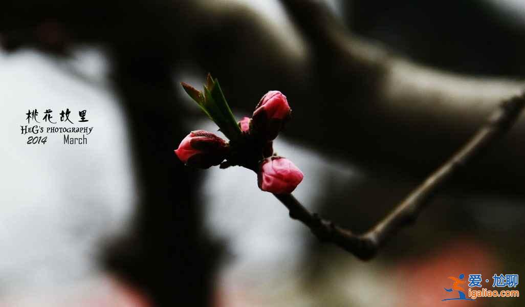 南汇桃花节什么时候开始，2017南汇桃花节时间、地点、门票？