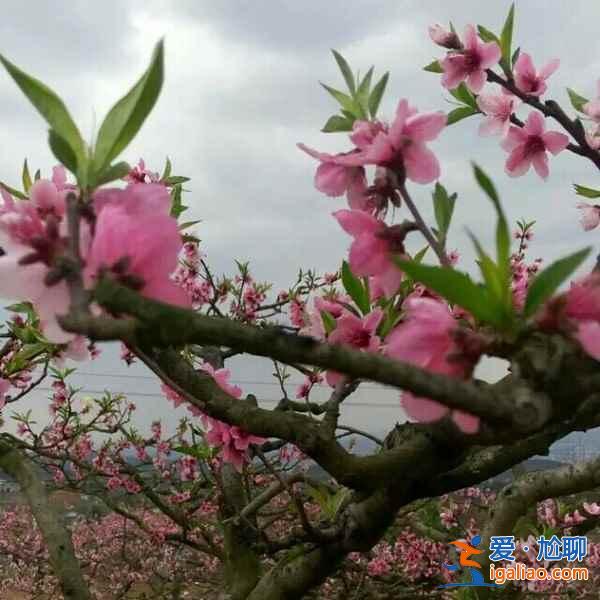 龙泉桃花沟在哪，龙泉桃花沟怎么去？