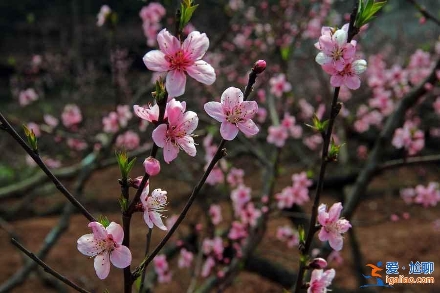 龙泉桃花沟在哪，龙泉桃花沟怎么去？