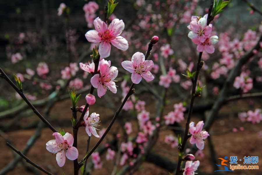 2017南汇桃花节地址、门票，2017南汇桃花节？