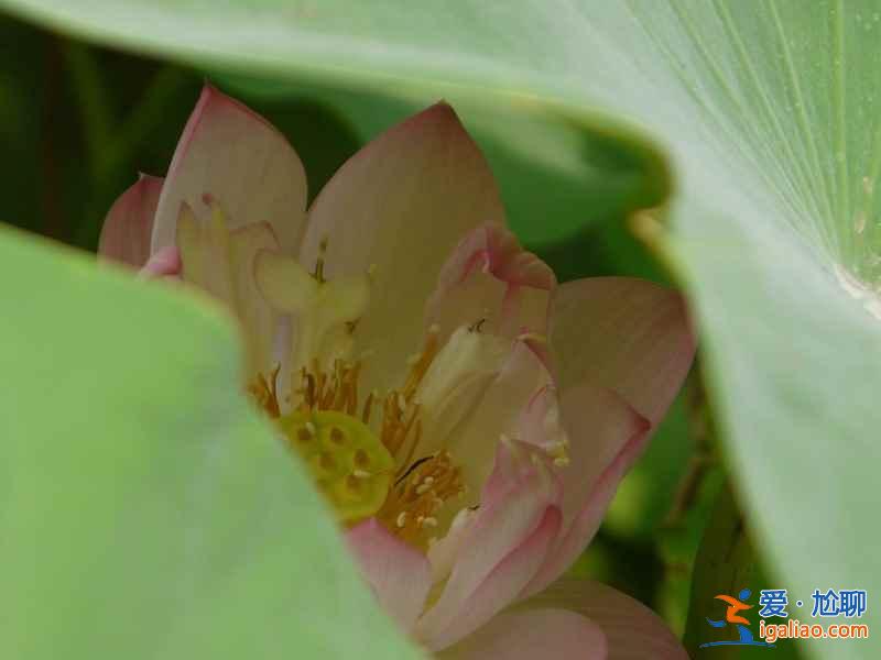 【北京荷花节】2018北京荷花什么时候开，北京看荷花的地方？