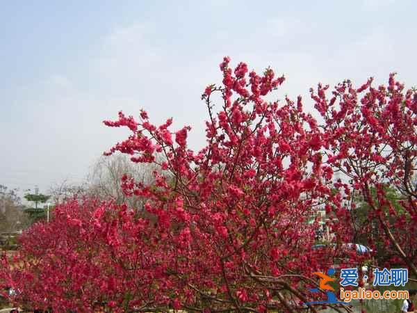 2017南汇桃花节地址、门票，2017南汇桃花节？