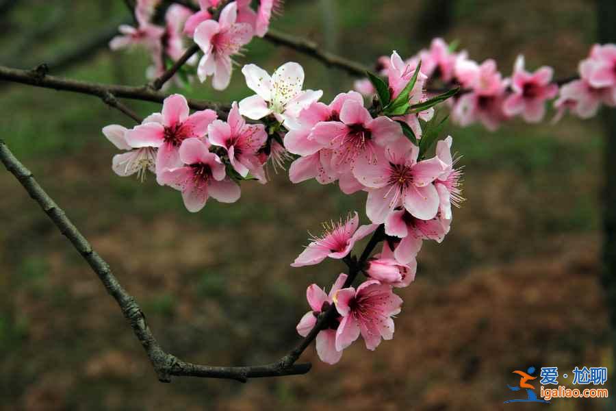 龙泉桃花沟在哪，龙泉桃花沟怎么去？