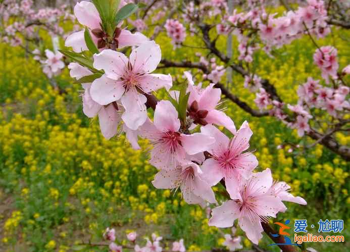 2017南汇桃花节地址、门票，2017南汇桃花节？