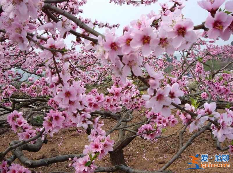 龙泉桃花沟在哪，龙泉桃花沟怎么去？