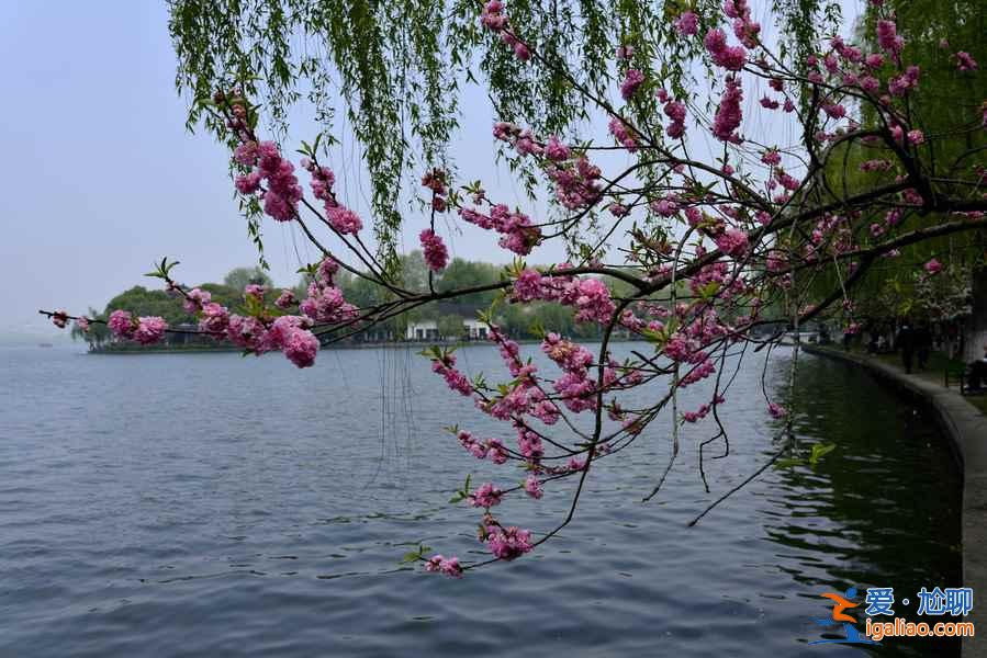 【林芝PK西湖】林芝桃花与西湖早春桃花哪个更好看？