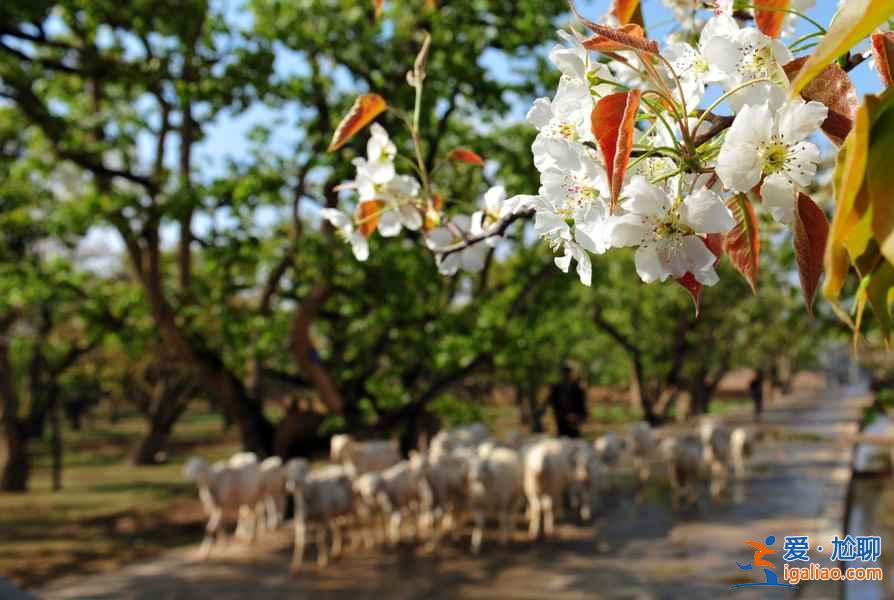 【清明节去甘肃】2018清明节甘肃旅游去哪好，清明节甘肃哪里好玩？