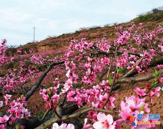 龙泉桃花沟门票价格是多少,龙泉桃花沟交通信息? 龙泉桃花沟门票价格是多少,龙泉桃花沟交通信息?