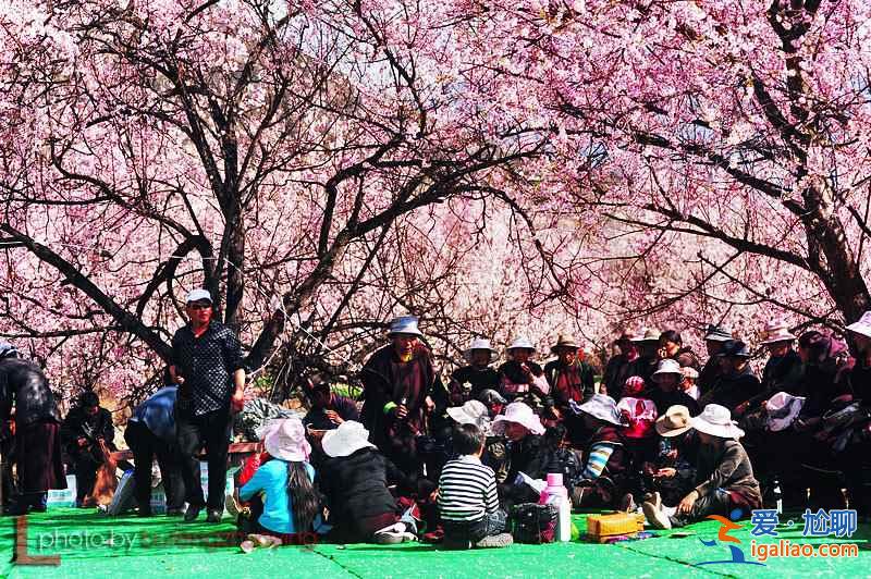 【林芝PK西湖】林芝桃花与西湖早春桃花哪个更好看？