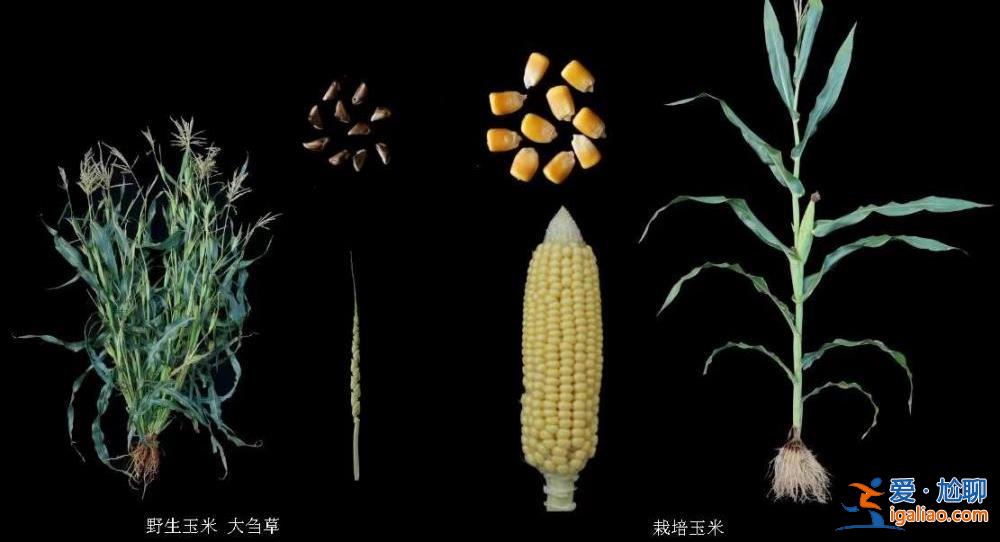 我国科学家成功克隆野生玉米高蛋白基因？