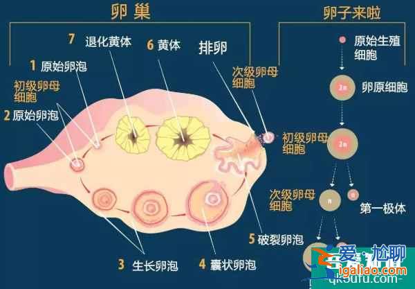 专家分享：大龄女性赴美做试管婴儿，从四个方面提升好孕？